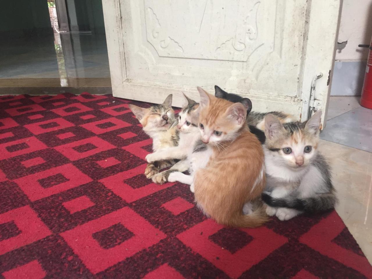 Tam Coc Green Fields Homestay نينه بينه المظهر الخارجي الصورة